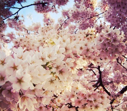 漂亮的春天摄影作品欣赏