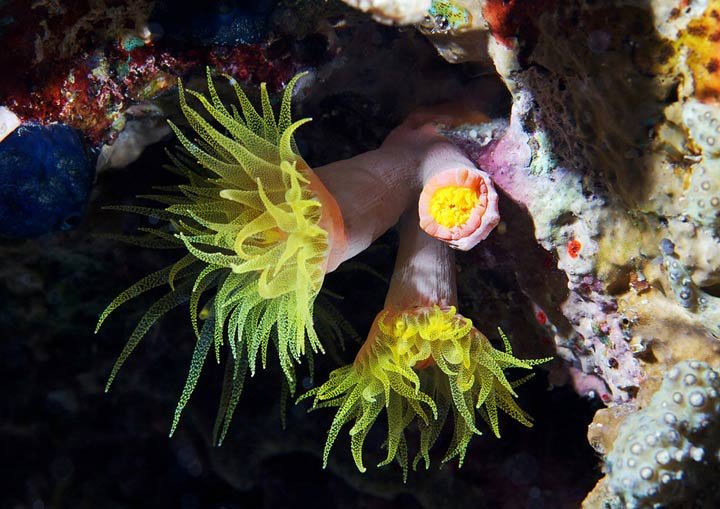 Alexander Semenov镜头下美丽的海洋生物