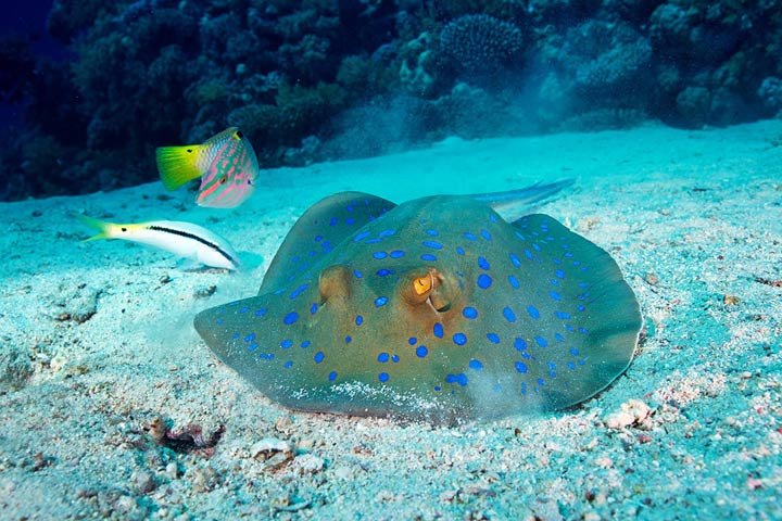 Alexander Semenov镜头下美丽的海洋生物