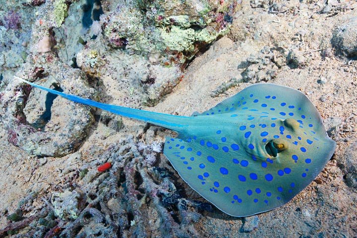 Alexander Semenov镜头下美丽的海洋生物