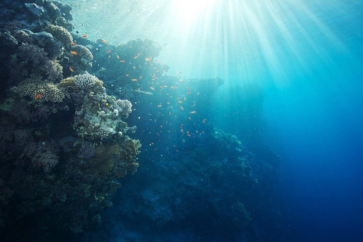 Alexander Semenov镜头下美丽的海洋生物