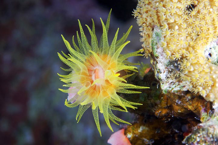 Alexander Semenov镜头下美丽的海洋生物