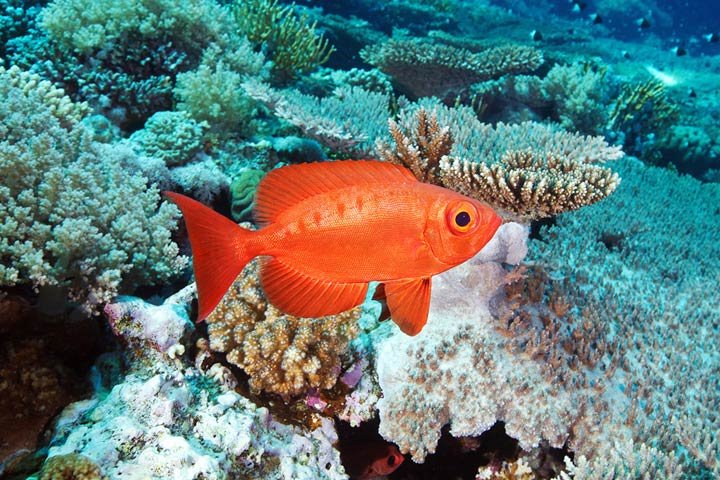 Alexander Semenov镜头下美丽的海洋生物