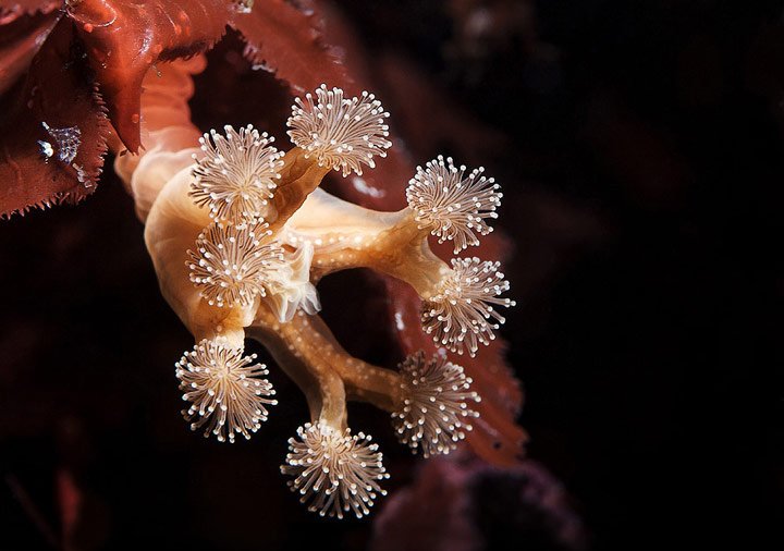 Alexander Semenov镜头下美丽的海洋生物