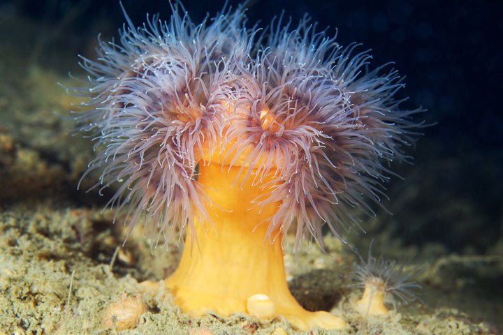 Alexander Semenov镜头下美丽的海洋生物