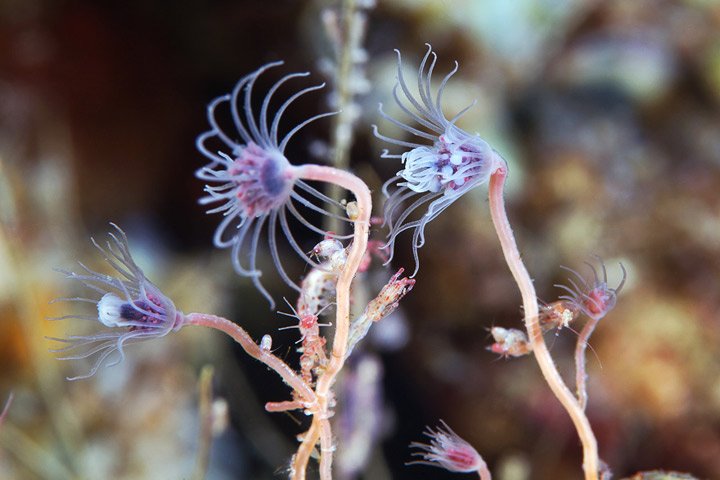 Alexander Semenov镜头下美丽的海洋生物