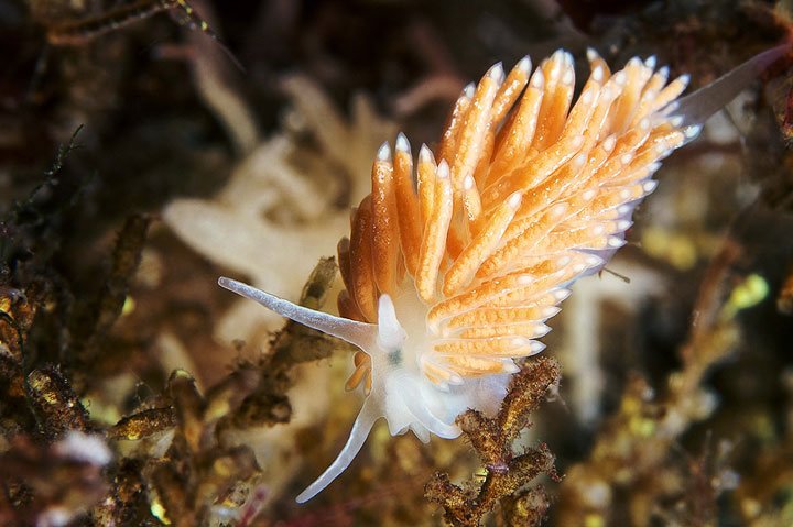 Alexander Semenov镜头下美丽的海洋生物