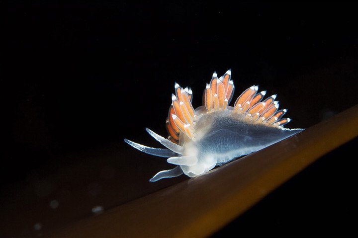 Alexander Semenov镜头下美丽的海洋生物