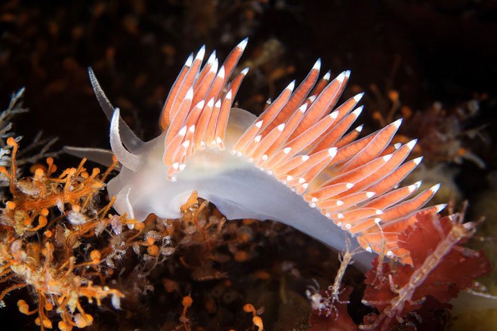 Alexander Semenov镜头下美丽的海洋生物