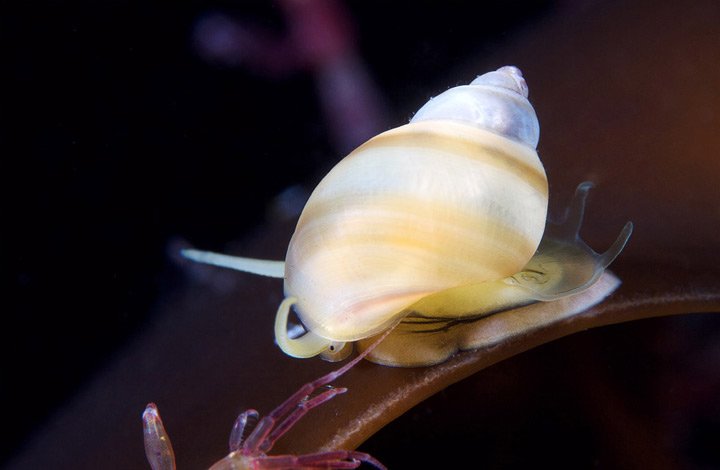 Alexander Semenov镜头下美丽的海洋生物