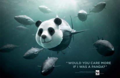 WWF：停止捕杀蓝鳍金枪鱼