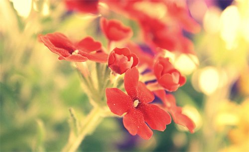 flower/bokeh