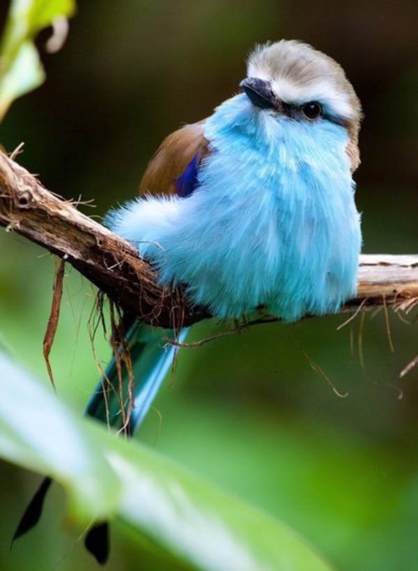 动物摄影欣赏：美丽的鸟