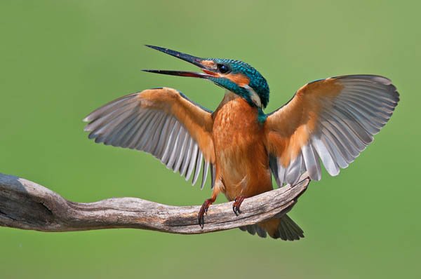动物摄影欣赏：美丽的鸟