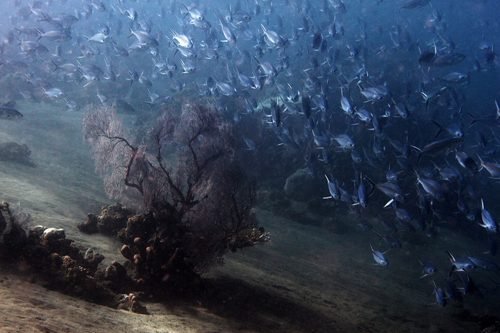 美丽的海洋生物摄影