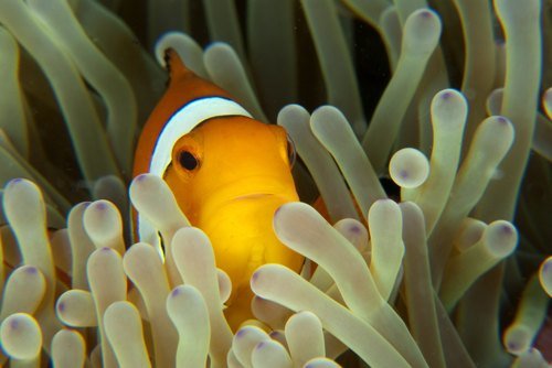 美丽的海洋生物摄影