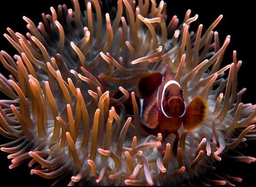 美丽的海洋生物摄影