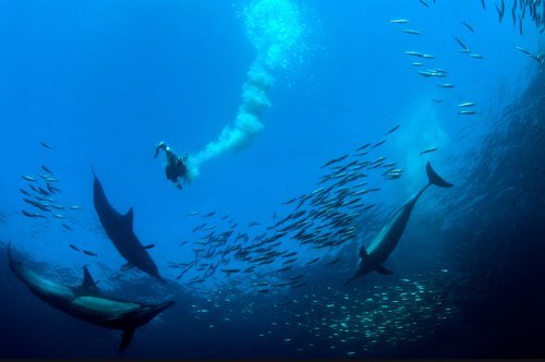 美丽的海洋生物摄影