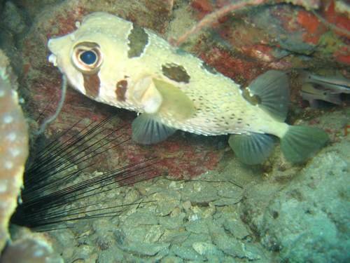 美丽的海洋生物摄影