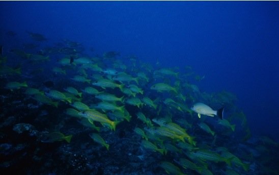 摄影欣赏：美丽的海洋生物