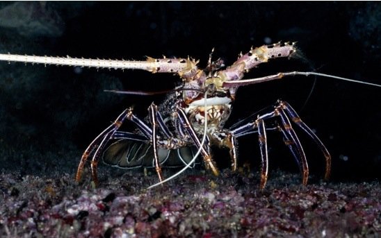 摄影欣赏：美丽的海洋生物