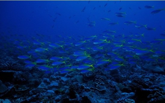 摄影欣赏：美丽的海洋生物