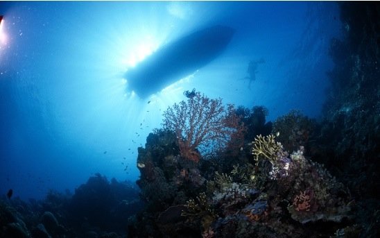 摄影欣赏：美丽的海洋生物