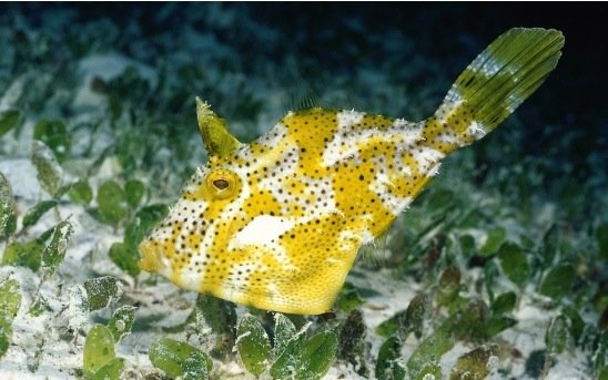 摄影欣赏：美丽的海洋生物