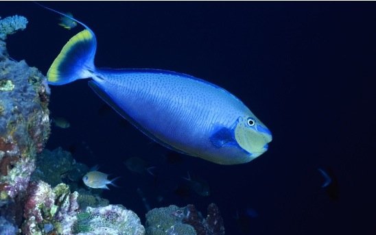 摄影欣赏：美丽的海洋生物