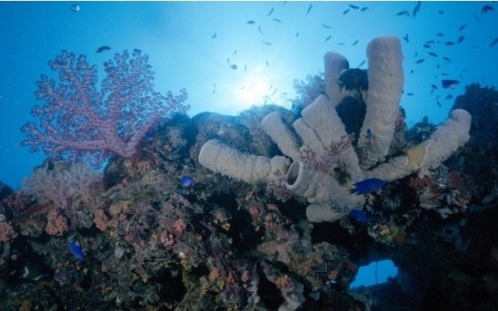 摄影欣赏：美丽的海洋生物