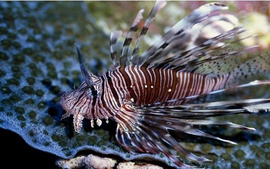 摄影欣赏：美丽的海洋生物