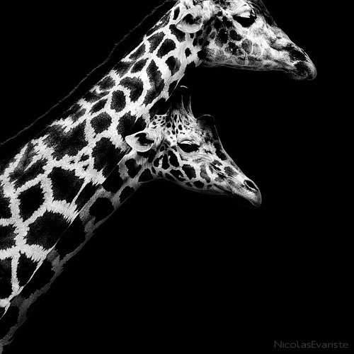 Nicolas Evariste黑白动物摄影