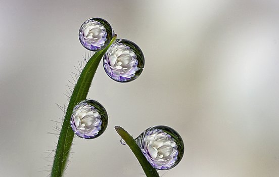 摄影欣赏：美丽的水滴