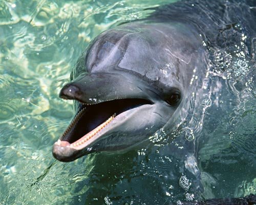 动物摄影欣赏：海豚