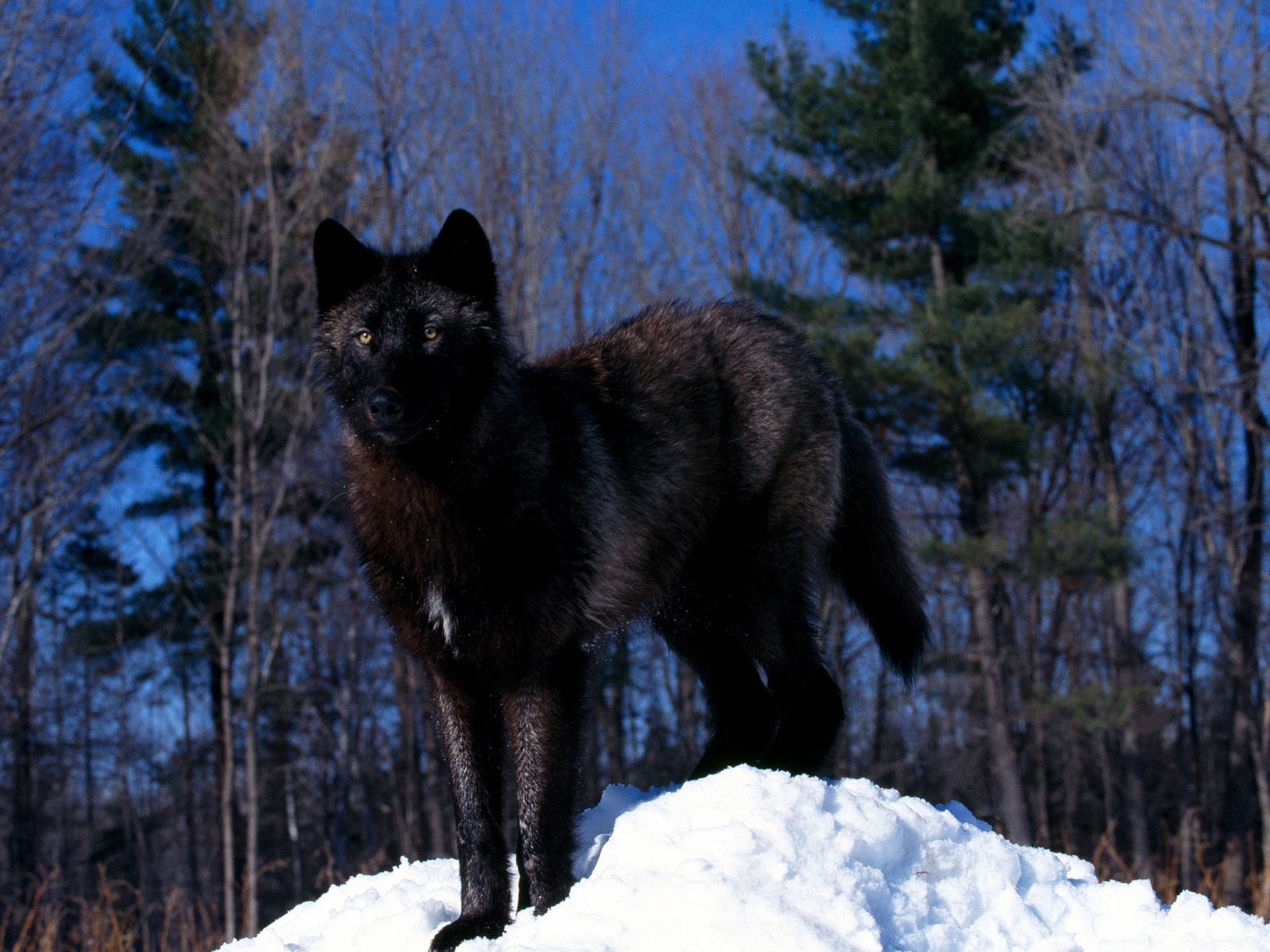 动物摄影欣赏：狼