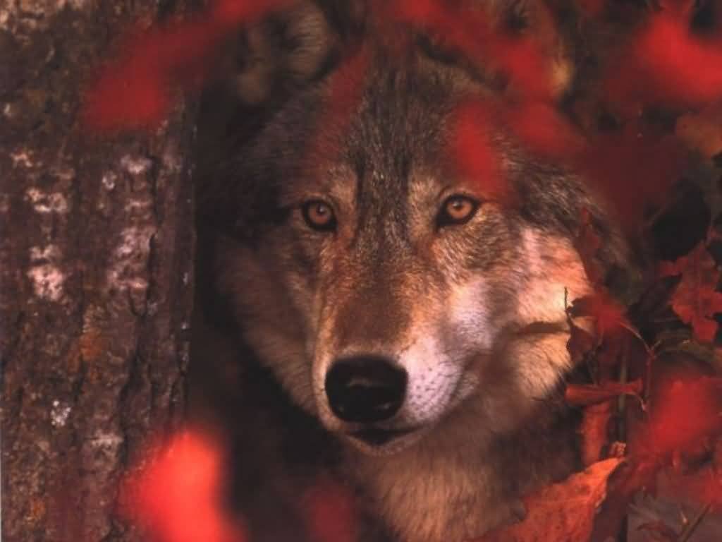 动物摄影欣赏：狼