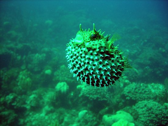 美丽的海洋生物摄影欣赏