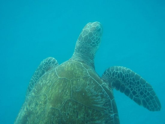 美丽的海洋生物摄影欣赏