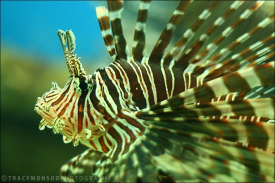 美丽的海洋生物摄影欣赏