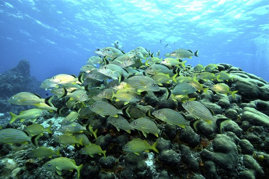 美丽的海洋生物摄影欣赏