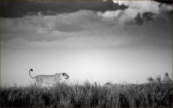 Beverly Joubert野生动物摄影作品