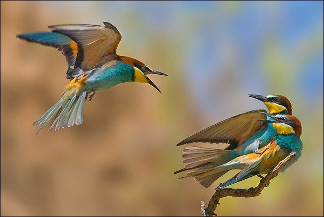 100张出色的鸟类摄影作品