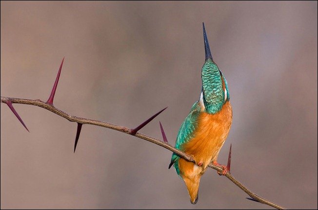 100张出色的鸟类摄影作品