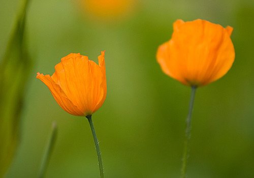 30张漂亮的花卉摄影作品