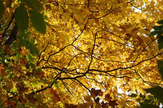 风光摄影欣赏：秋天的调色板