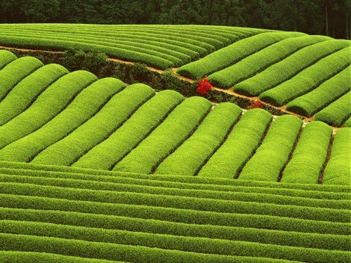 25张漂亮的茶田摄影图片欣赏