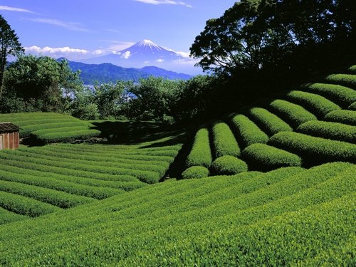 25张漂亮的茶田摄影图片欣赏