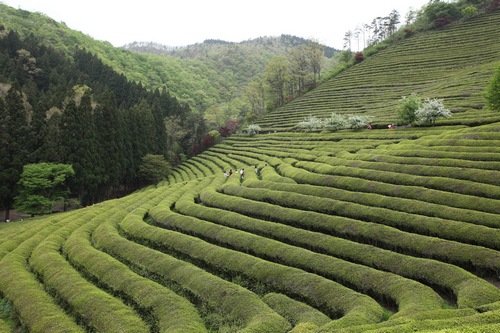 25张漂亮的茶田摄影图片欣赏