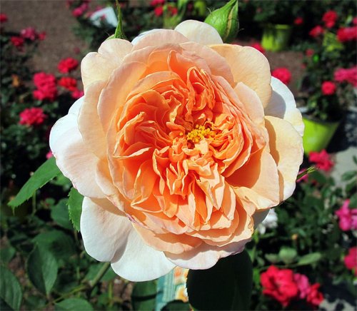 花卉摄影：浪漫的玫瑰花