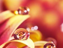 PaulQuinn色彩丰富的水滴摄影欣赏